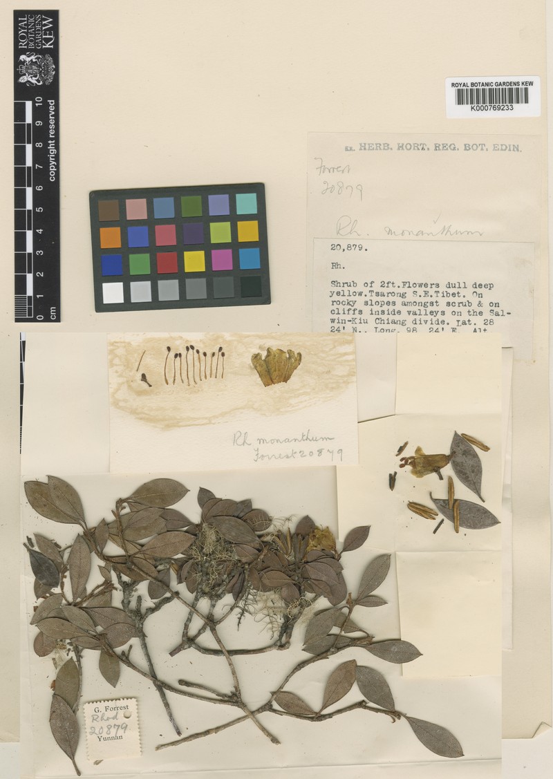 Rhododendron monanthum photo 3