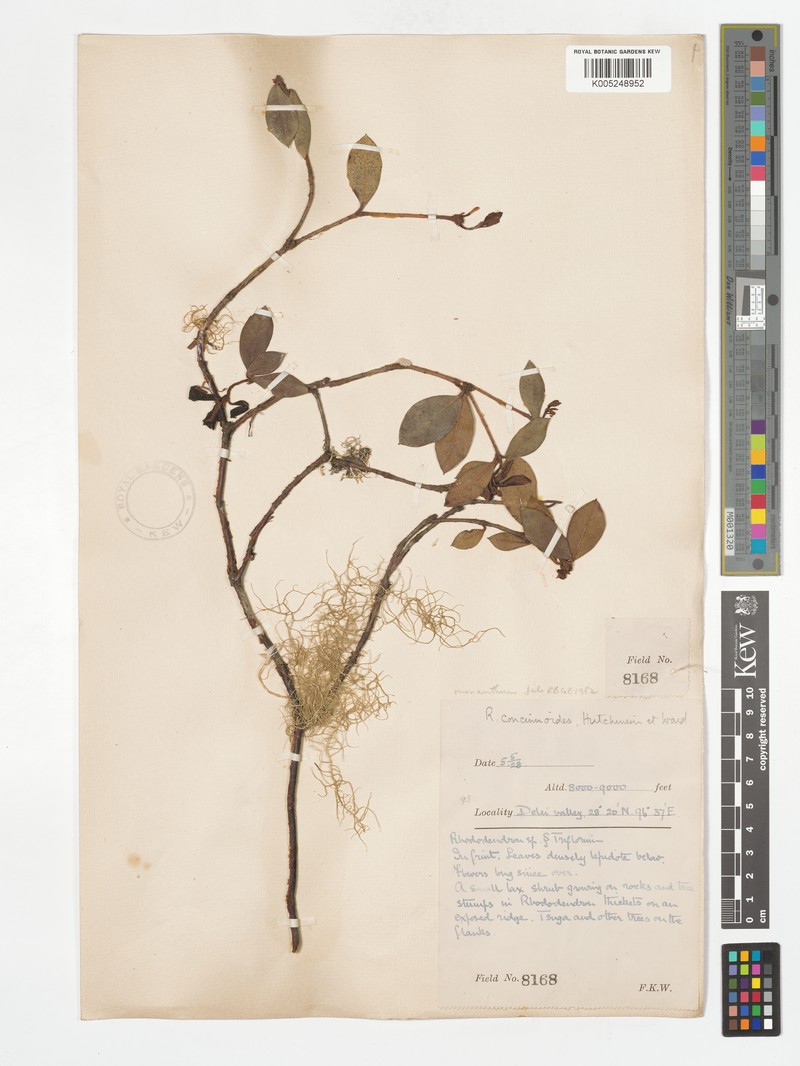 Rhododendron monanthum photo 4