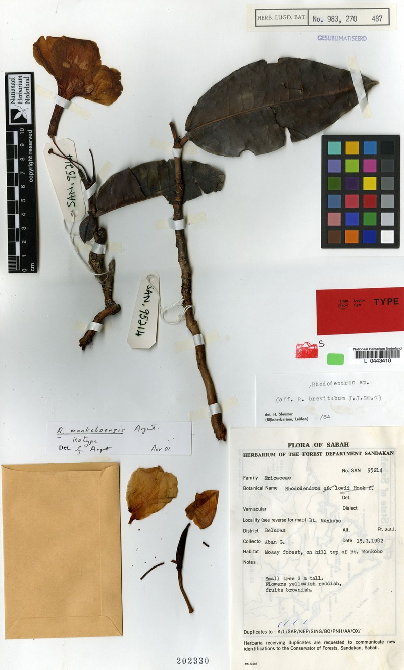 Rhododendron monkoboense