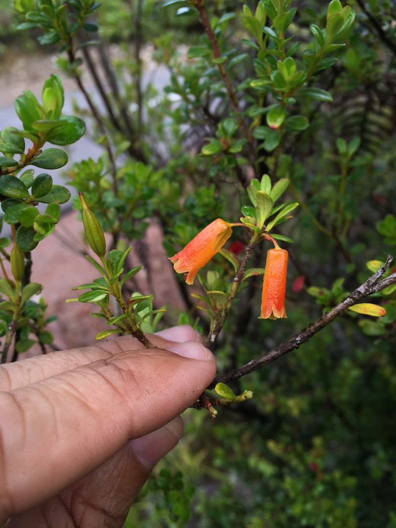 Rhododendron monodii