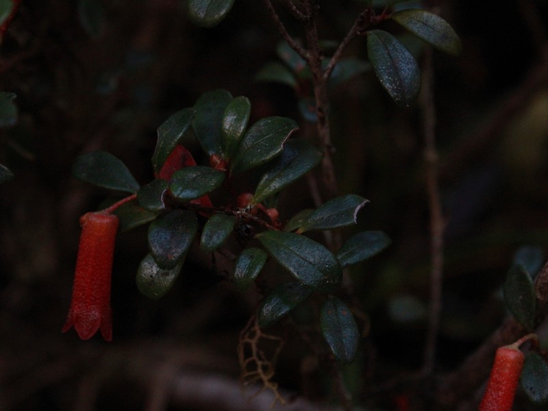 Rhododendron monodii photo 2