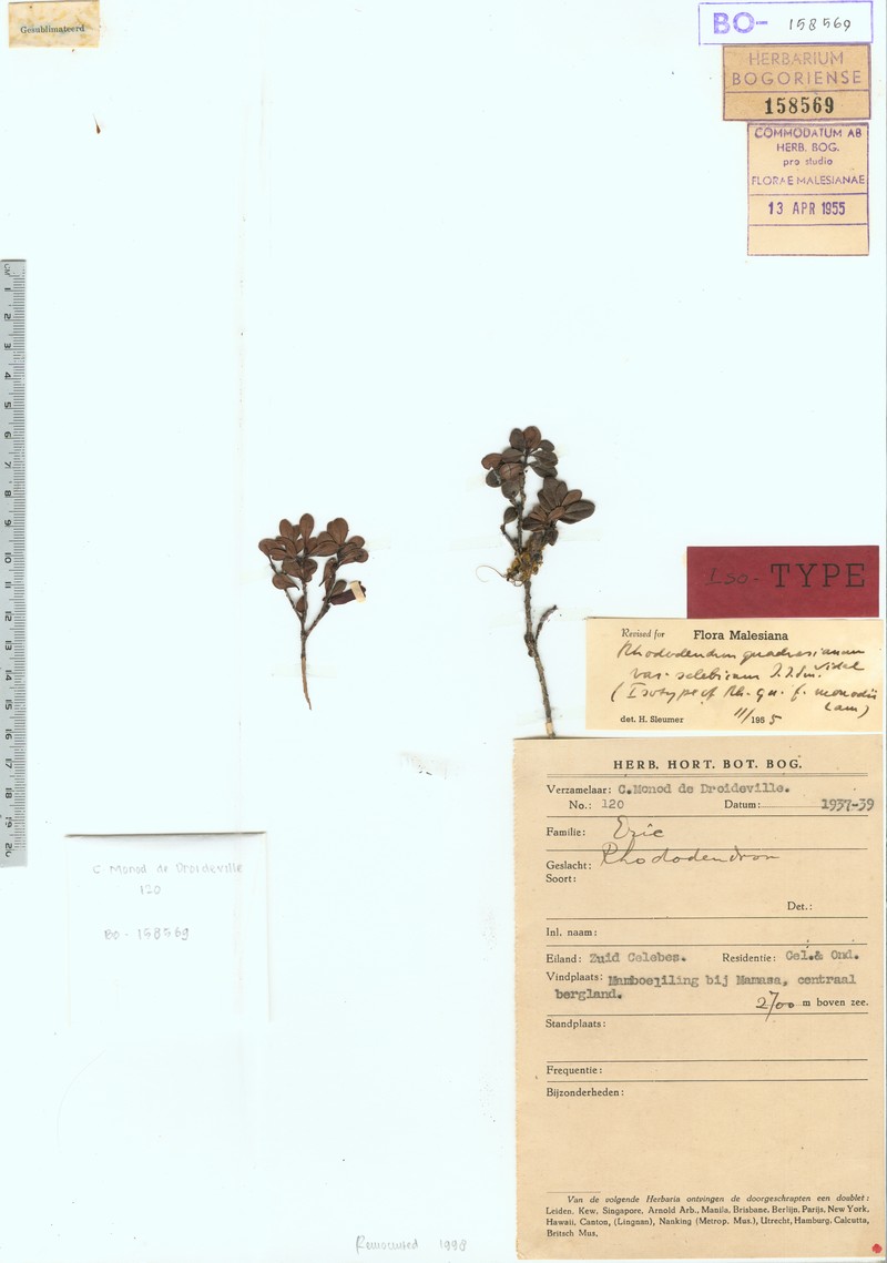 Rhododendron monodii photo 4