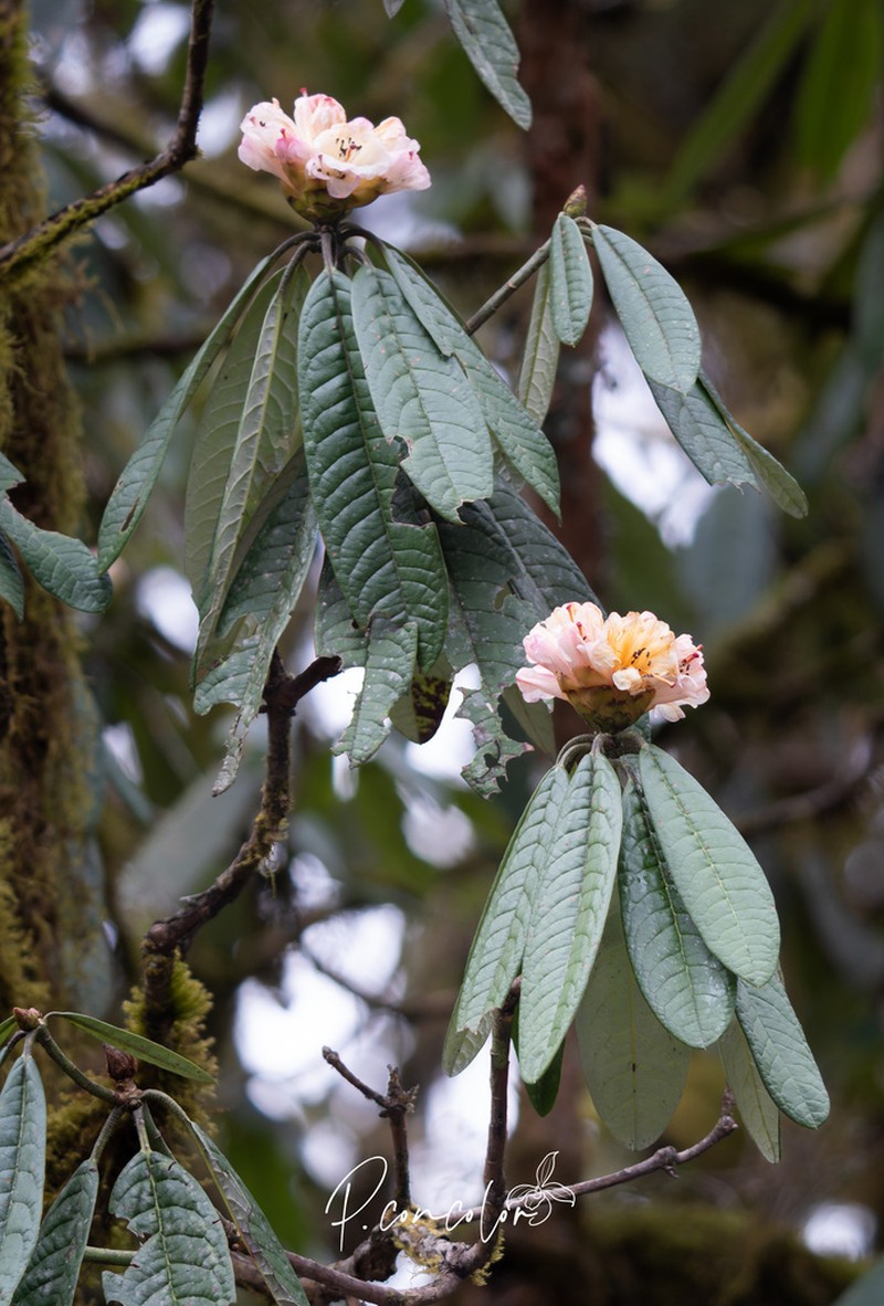Rhododendron montroseanum photo 2
