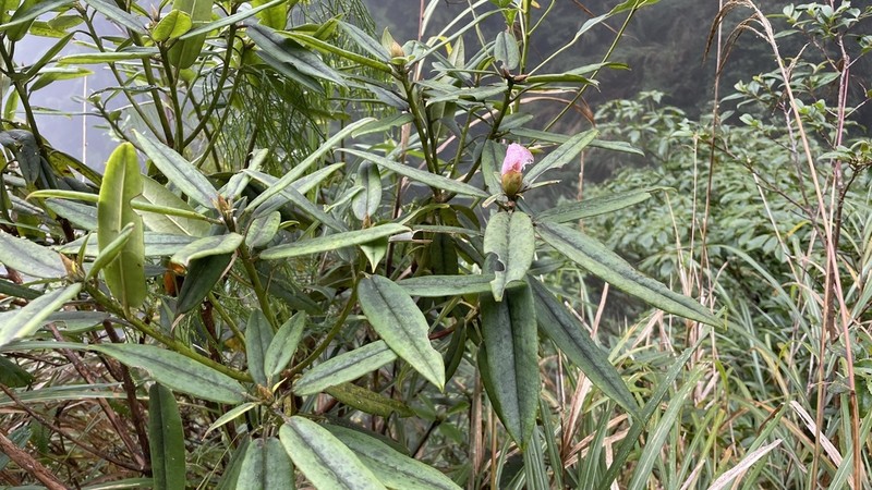 Rhododendron morii