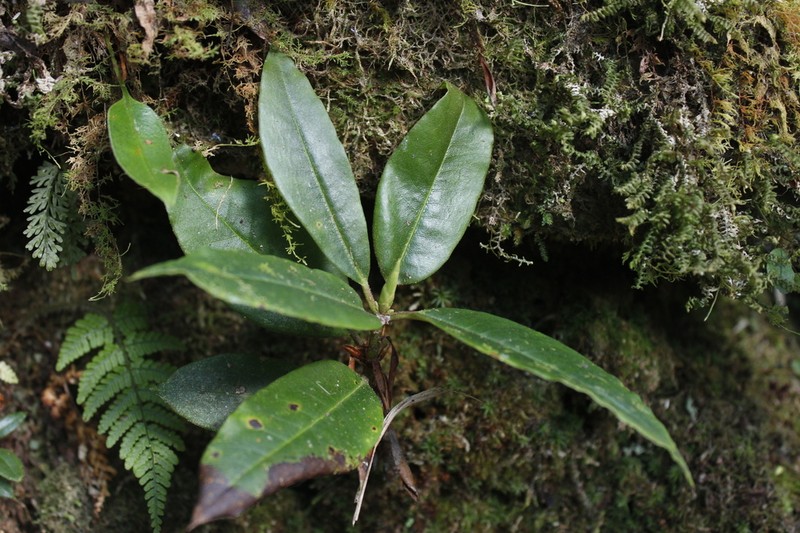 Rhododendron morii photo 2