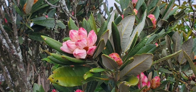 Rhododendron morii photo 3