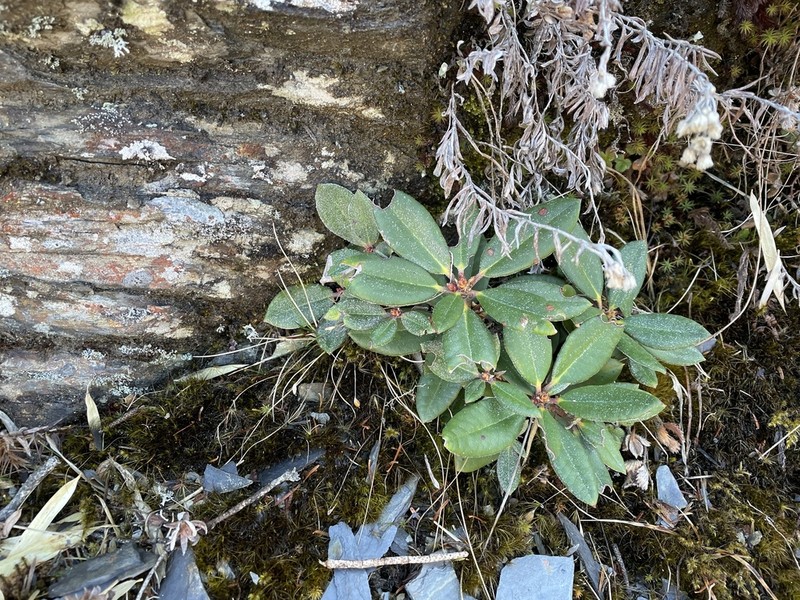 Rhododendron morii photo 4