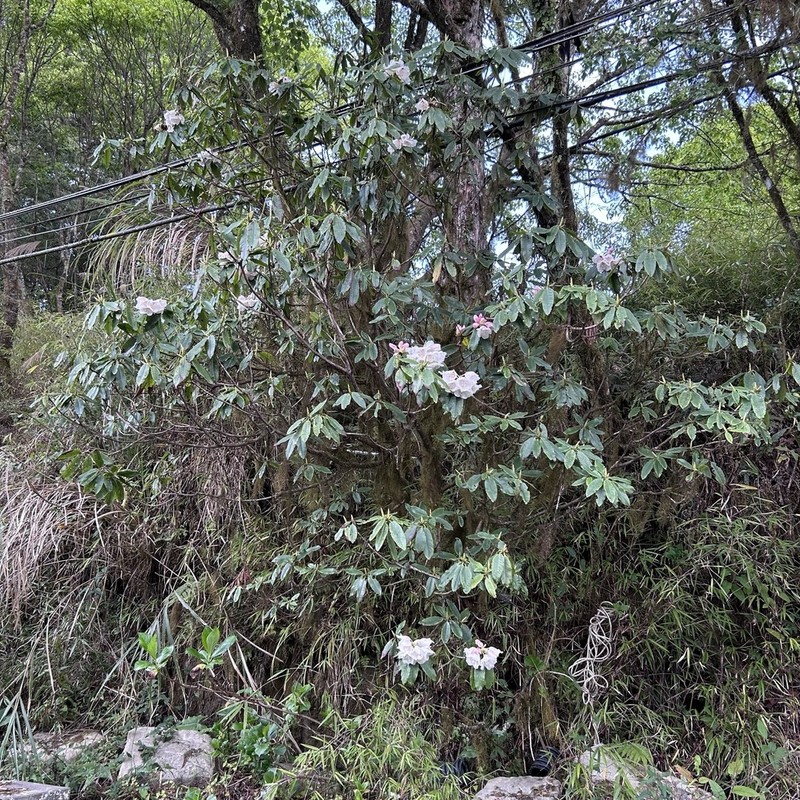 Rhododendron morii photo 5
