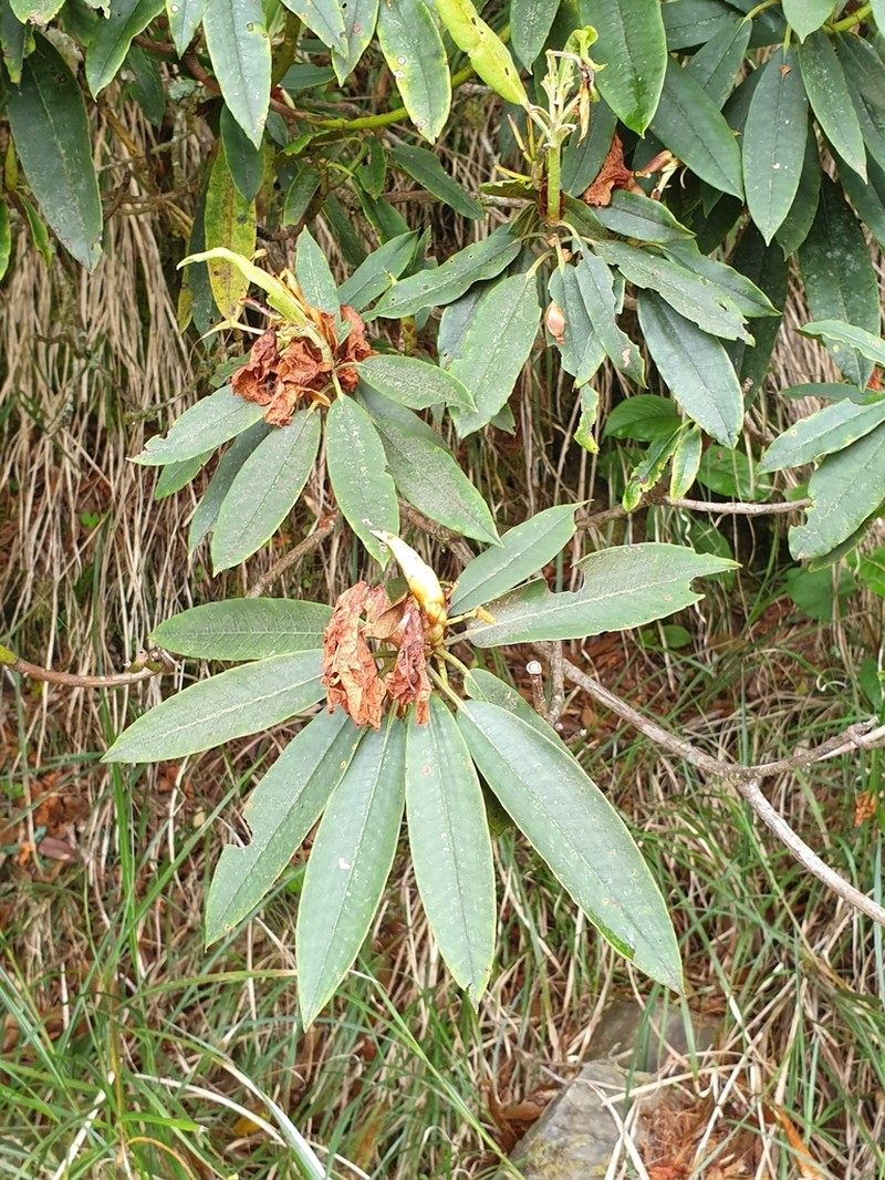 Rhododendron morii photo 6