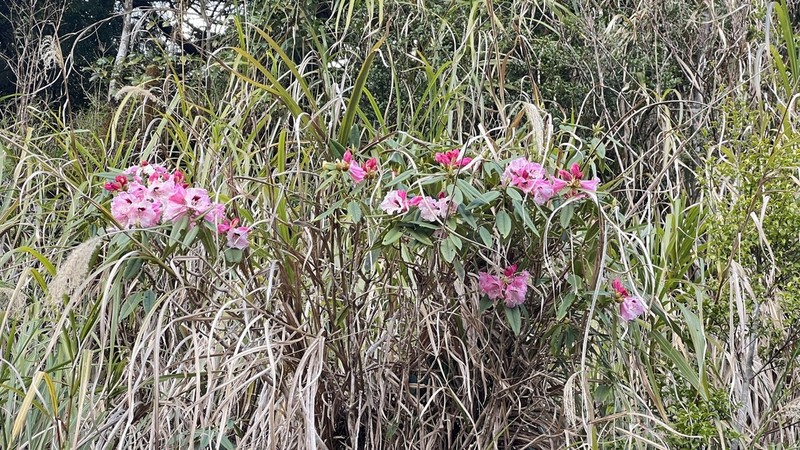 Rhododendron morii photo 7