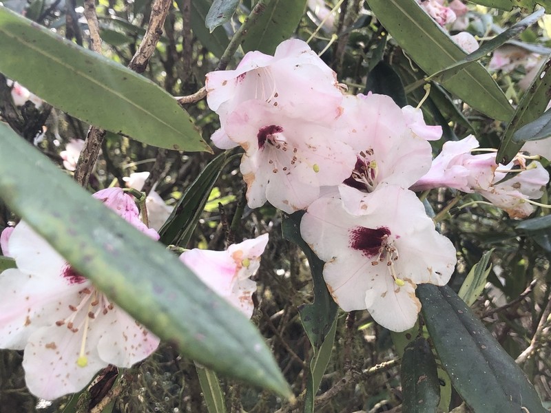 Rhododendron morii photo 8