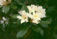 Rhododendron moulmainense