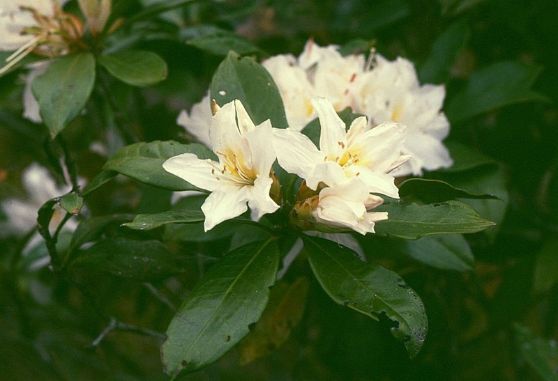 Rhododendron moulmainense