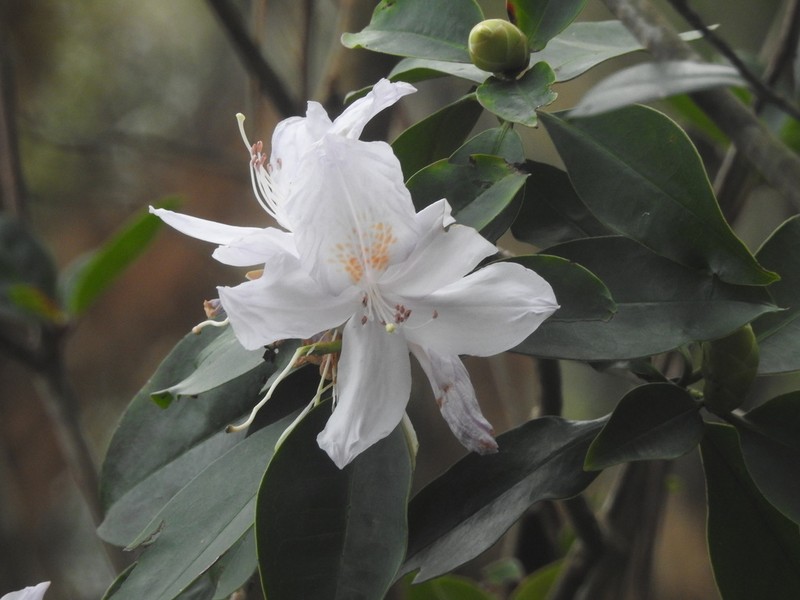 Rhododendron moulmainense photo 2