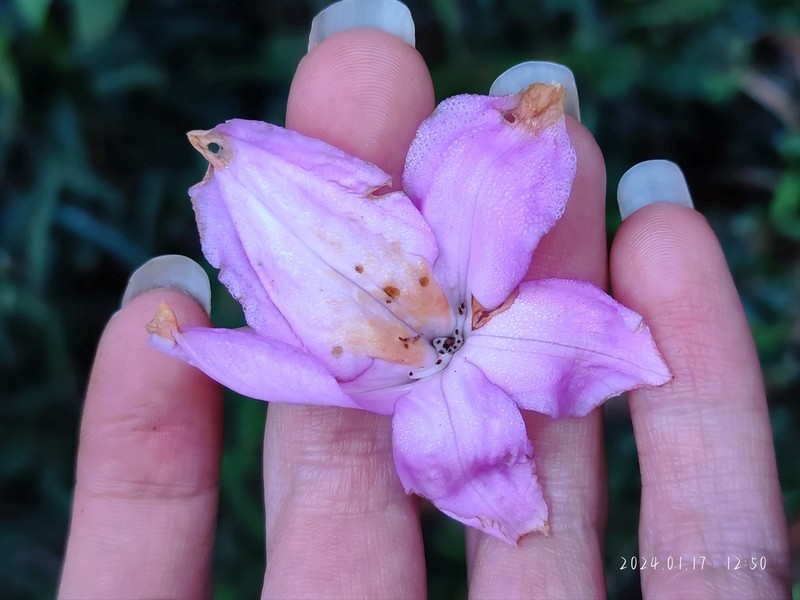 Rhododendron moulmainense photo 3