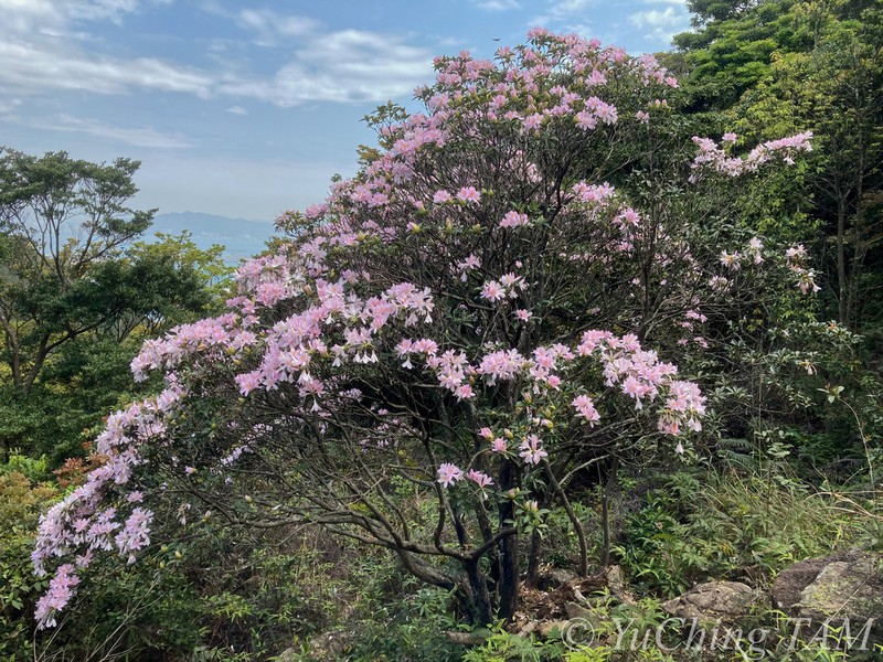 Rhododendron moulmainense photo 4