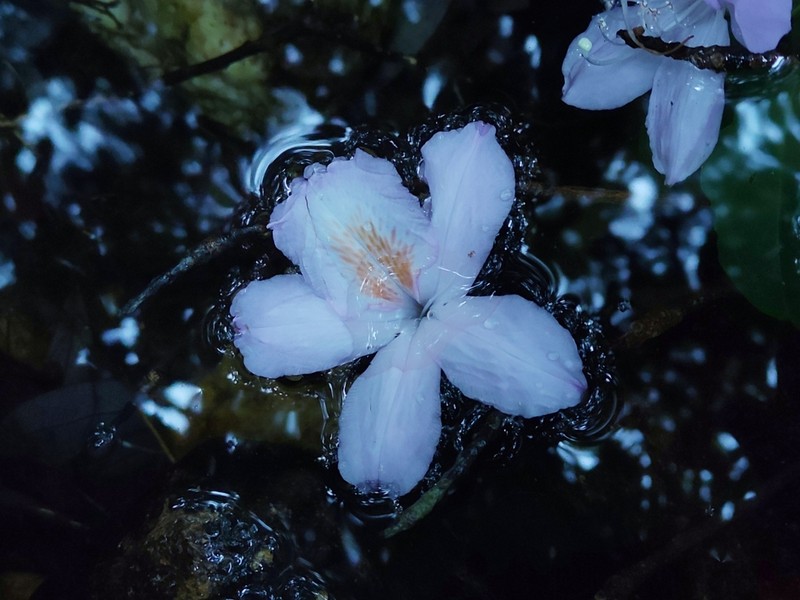Rhododendron moulmainense photo 5