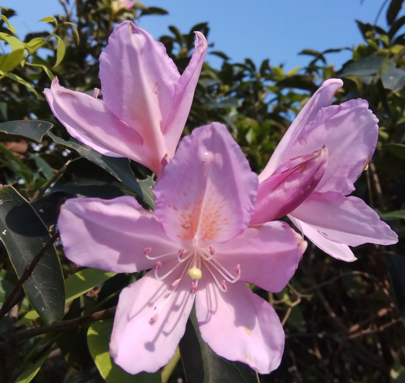 Rhododendron moulmainense photo 6