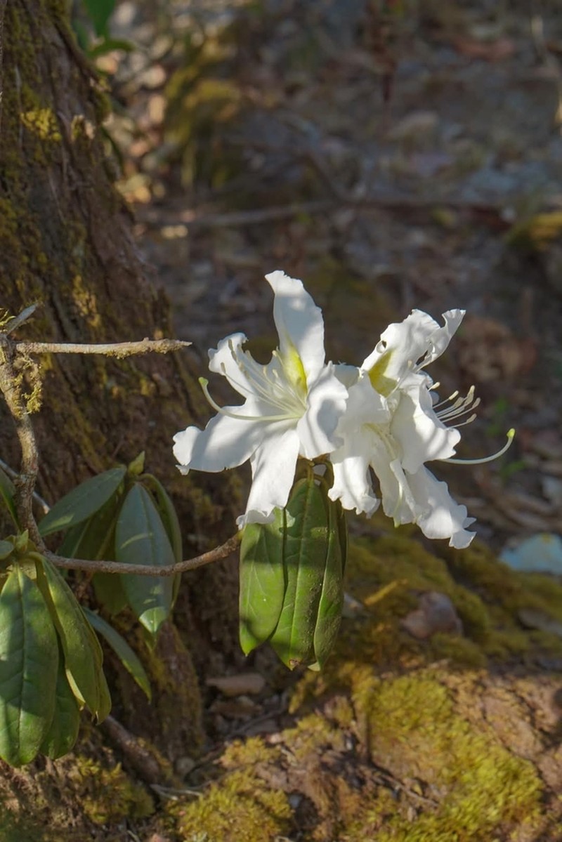 Rhododendron moulmainense photo 7