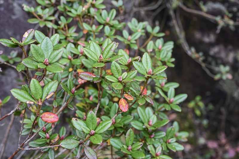 Rhododendron moupinense photo 2