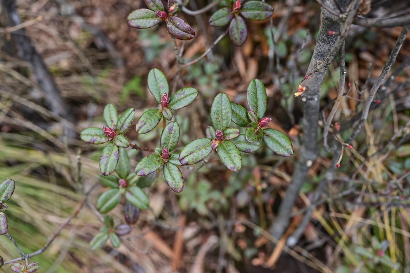 Rhododendron moupinense photo 3