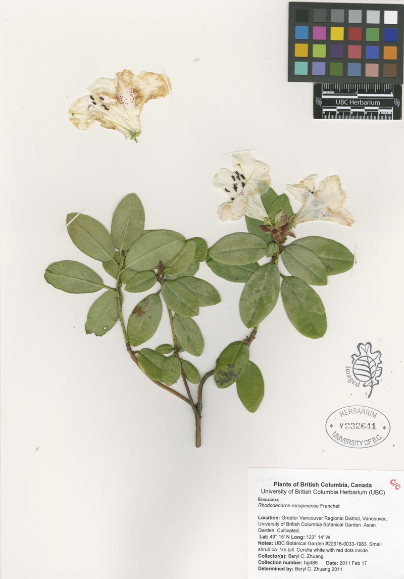 Rhododendron moupinense photo 4