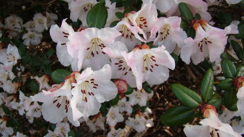 Rhododendron moupinense