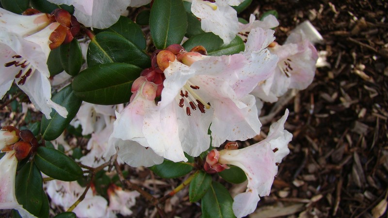 Rhododendron moupinense photo 5