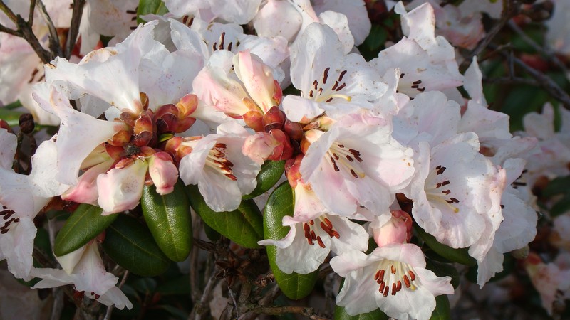 Rhododendron moupinense photo 6