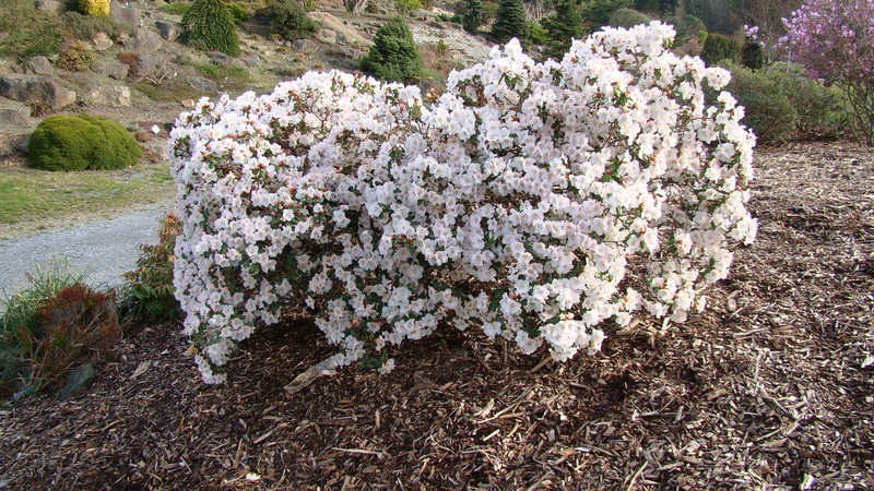 Rhododendron moupinense photo 7