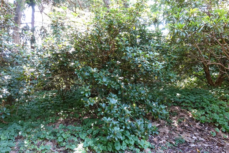 Rhododendron moupinense photo 8