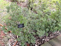 Rhododendron mucronatum