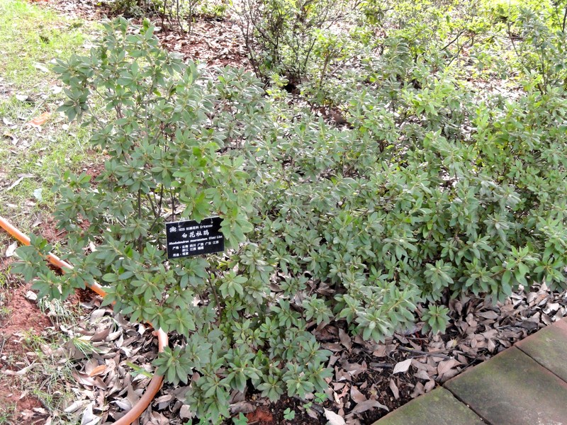 Rhododendron mucronatum