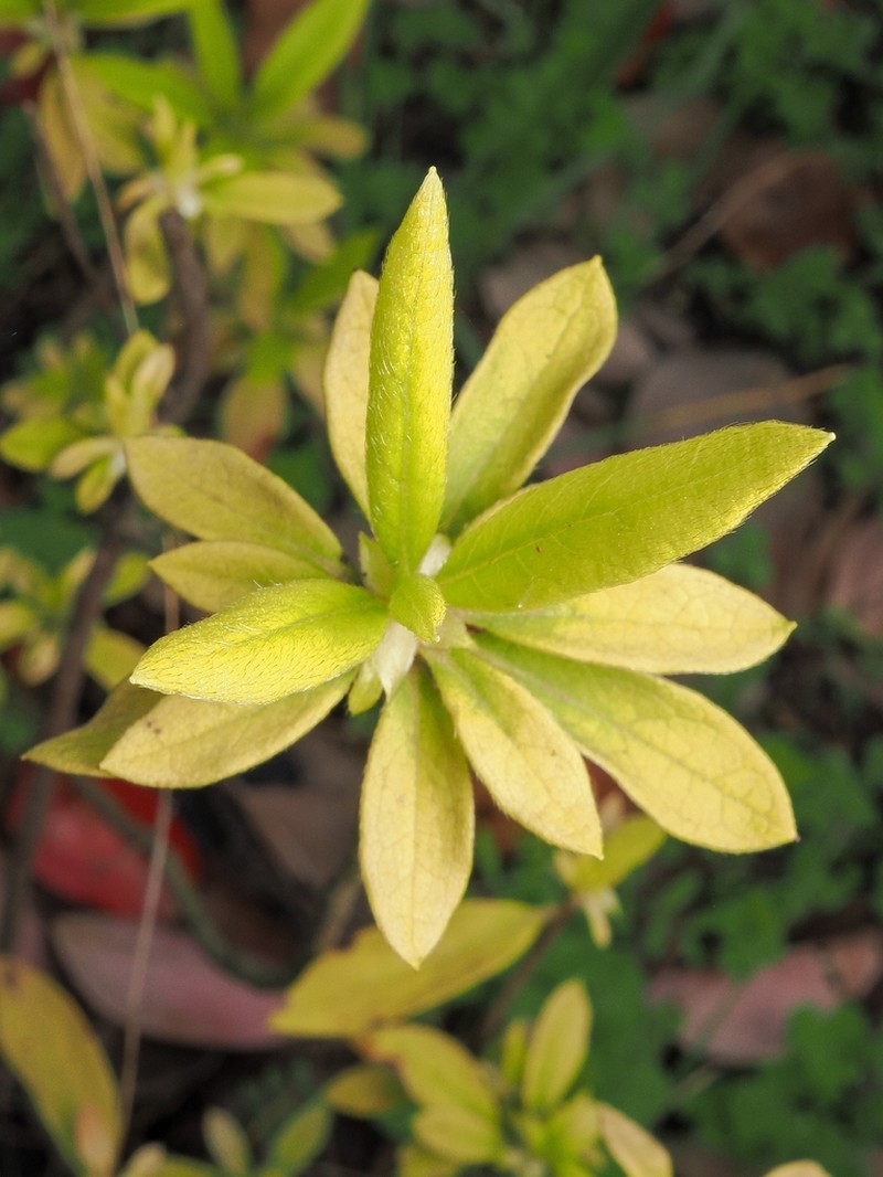 Rhododendron mucronatum photo 2