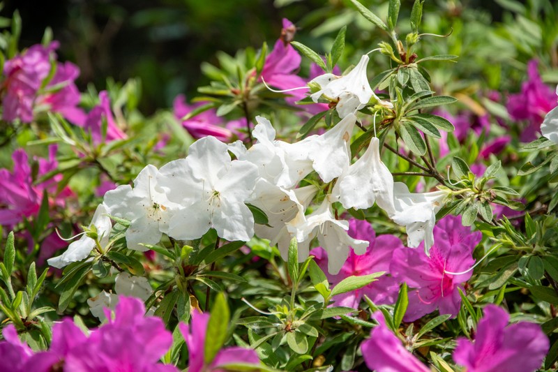 Rhododendron mucronatum photo 3