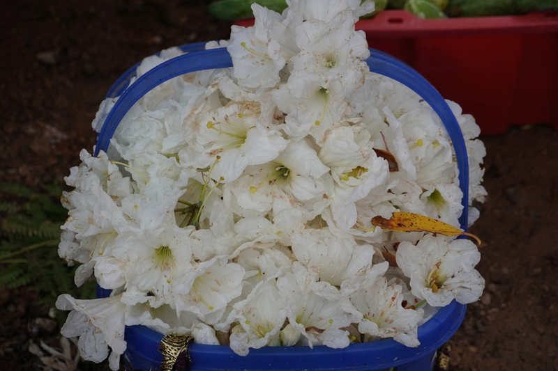 Rhododendron mucronatum photo 4