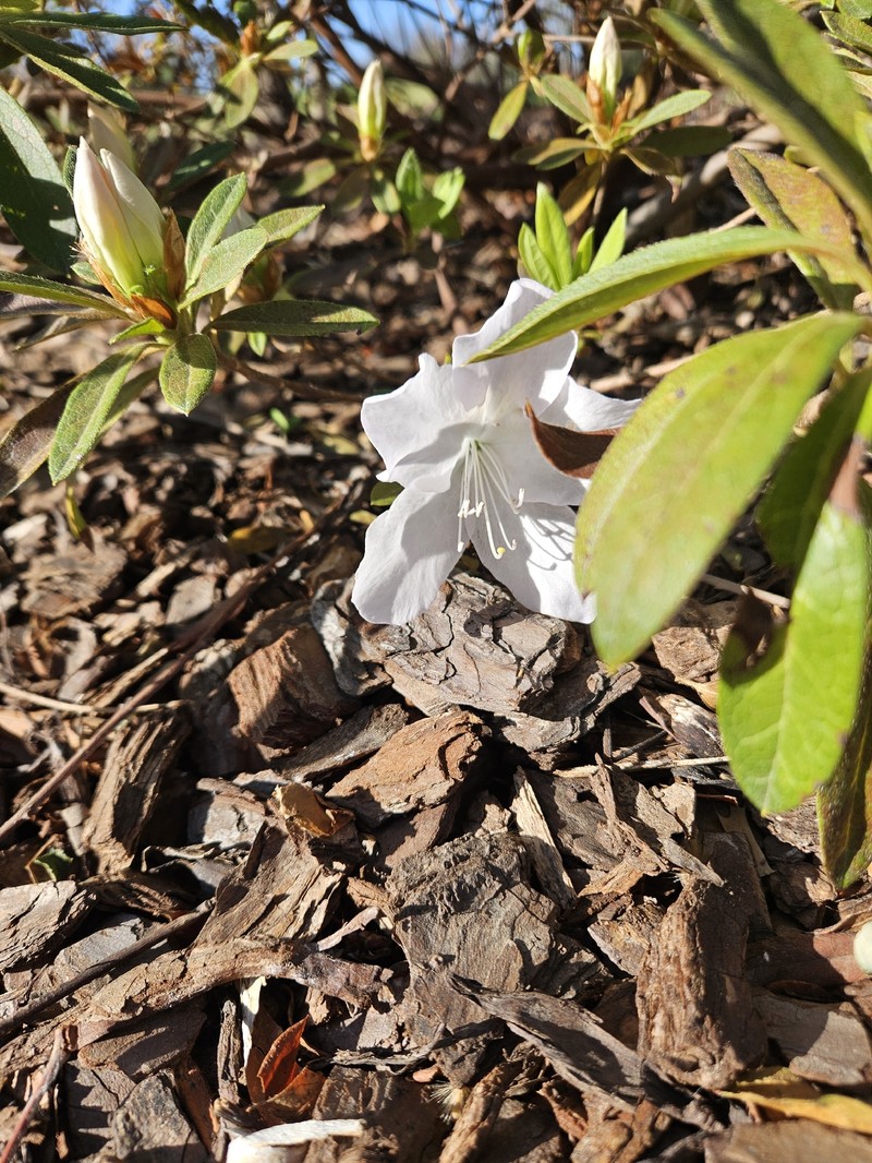 Rhododendron mucronatum photo 5