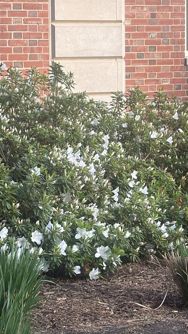 Rhododendron mucronatum photo 6