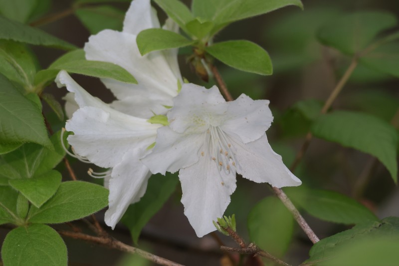 Rhododendron mucronatum photo 7