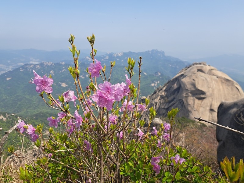 Rhododendron mucronulatum photo 2