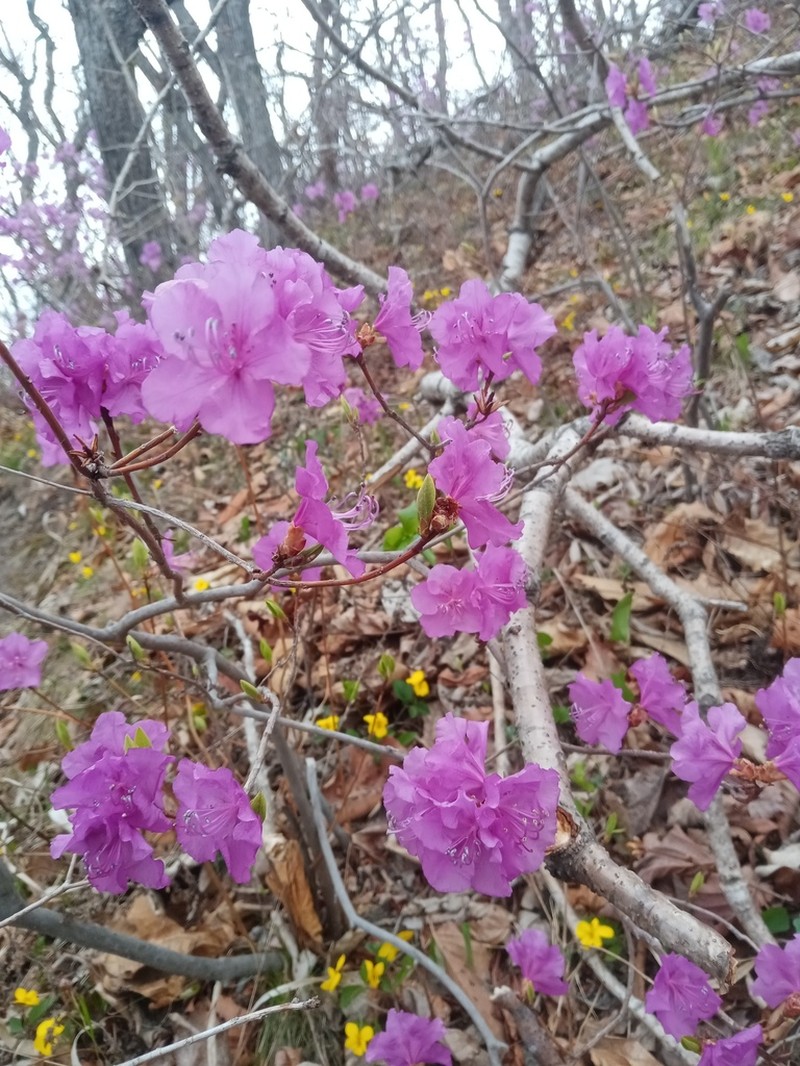 Rhododendron mucronulatum photo 3