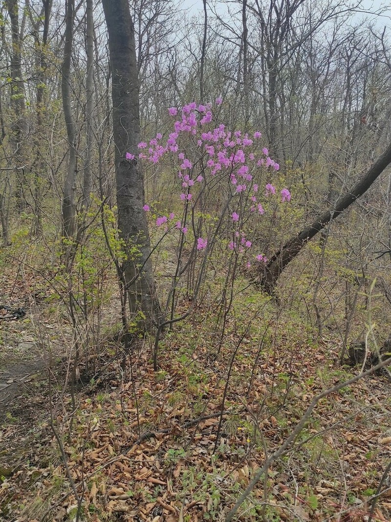 Rhododendron mucronulatum photo 4