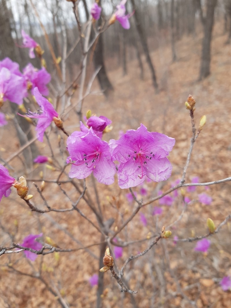 Rhododendron mucronulatum photo 5