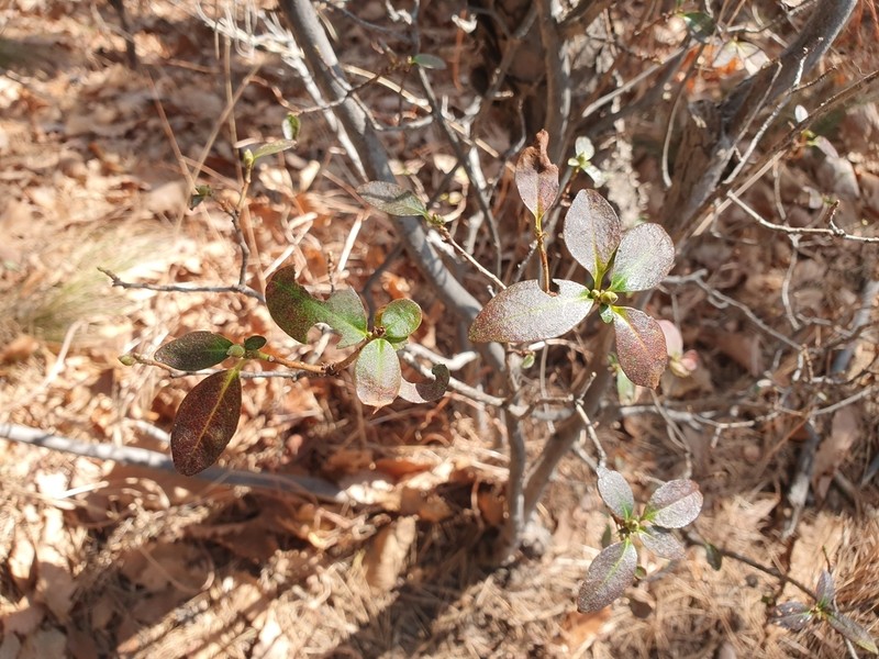Rhododendron mucronulatum photo 6
