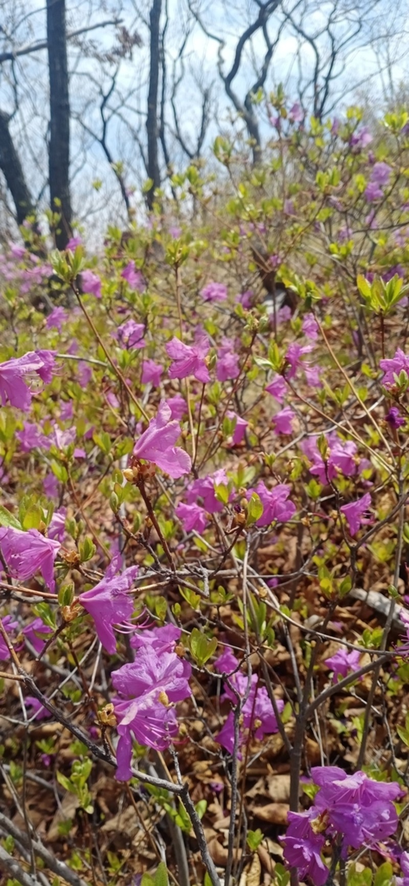 Rhododendron mucronulatum photo 7