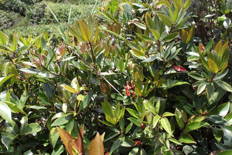 Rhododendron multicolor