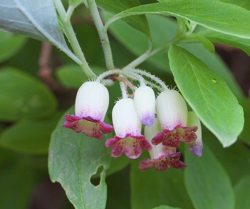 Rhododendron multiflorum