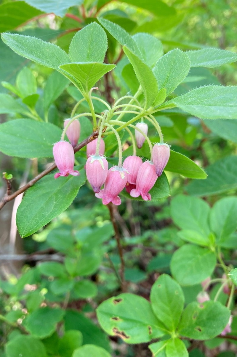 Rhododendron multiflorum photo 3