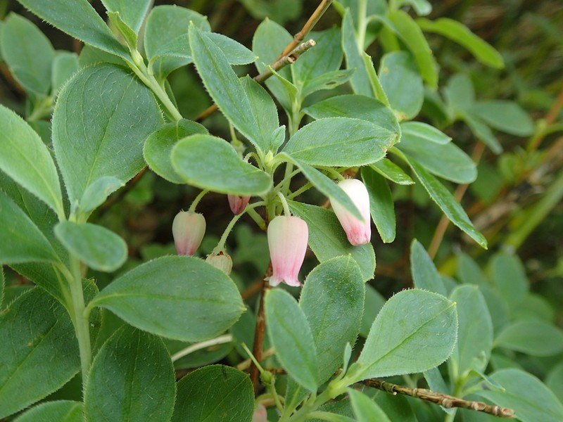 Rhododendron multiflorum photo 4