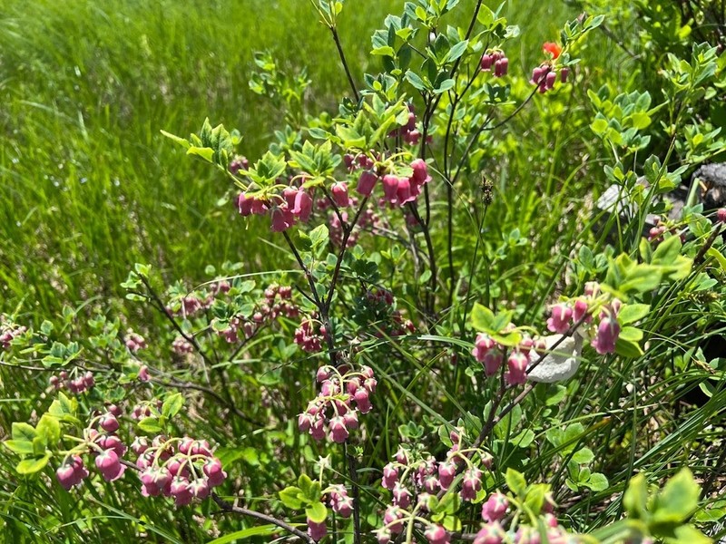 Rhododendron multiflorum photo 5